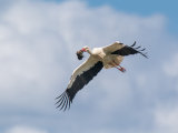White Stork
