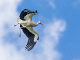 White Stork