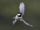 Coal Tit