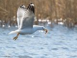 Lesser Black Backed Gull