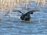 Coot