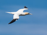 Gannet