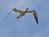 Gannet