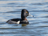 Ring Necked Duck