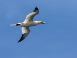 Gannet