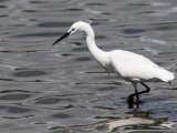 Little Egret