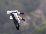 Shelduck