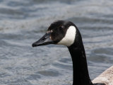Canada Goose