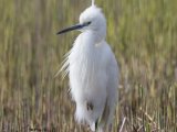 Little Egret