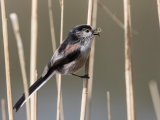 Long Tailed Tit