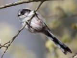 Long Tailed Tit