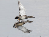 Gadwall
