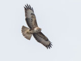 Buzzard