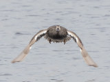 Gadwall