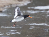 Oystercatcher