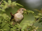 Wren