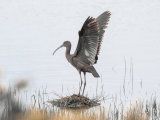 Glossy Ibis