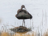 Glossy Ibis