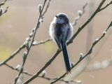 Long Tailed Tit