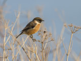Stonechat