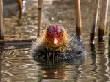 Coot