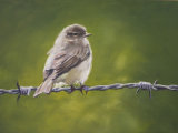 Chiffchaff on Wire