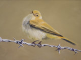 Chiffchaff on Wire