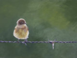 Chiffchaff on Wire