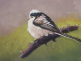 Long Tailed Tit