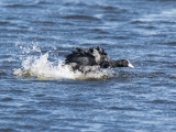 Coot