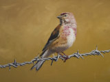 Linnet on Wire