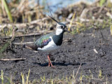 Lapwing