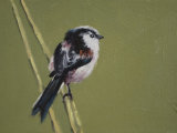Long Tailed Tit