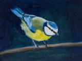 Blue Tit