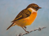 Stonechat