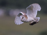 Barn Owl
