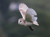 Barn Owl