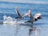 Pochard