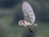 Barn Owl