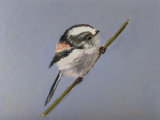 Long Tailed Tit