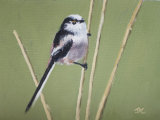 Long Tailed Tit