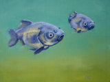 Goldfish
