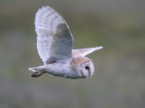 Barn Owl