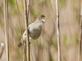 Reed Warbler