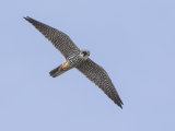 Hobby