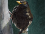 Blackbird