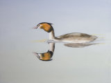 Great Crested Grebe