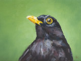 Blackbird