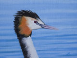 Great Crested Grebe