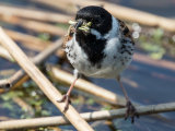 Reed Bunting